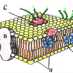 Cell membrane coloring worksheet answers answer key