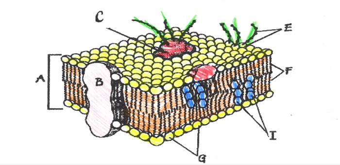 Cell membrane coloring worksheet answers answer key